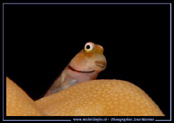 A small Gobie on it's coral... :O) .... by Michel Lonfat 